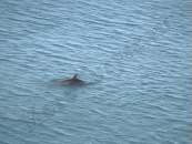 С нашей обзорной площадки по утрам видно дельфинов